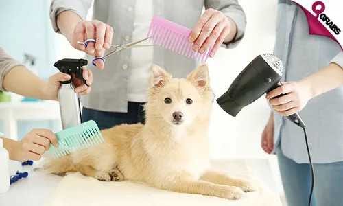 Pet Grooming Course!